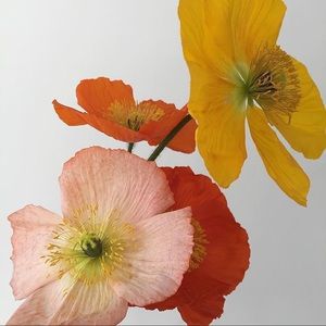 Meet your Posher, Colin